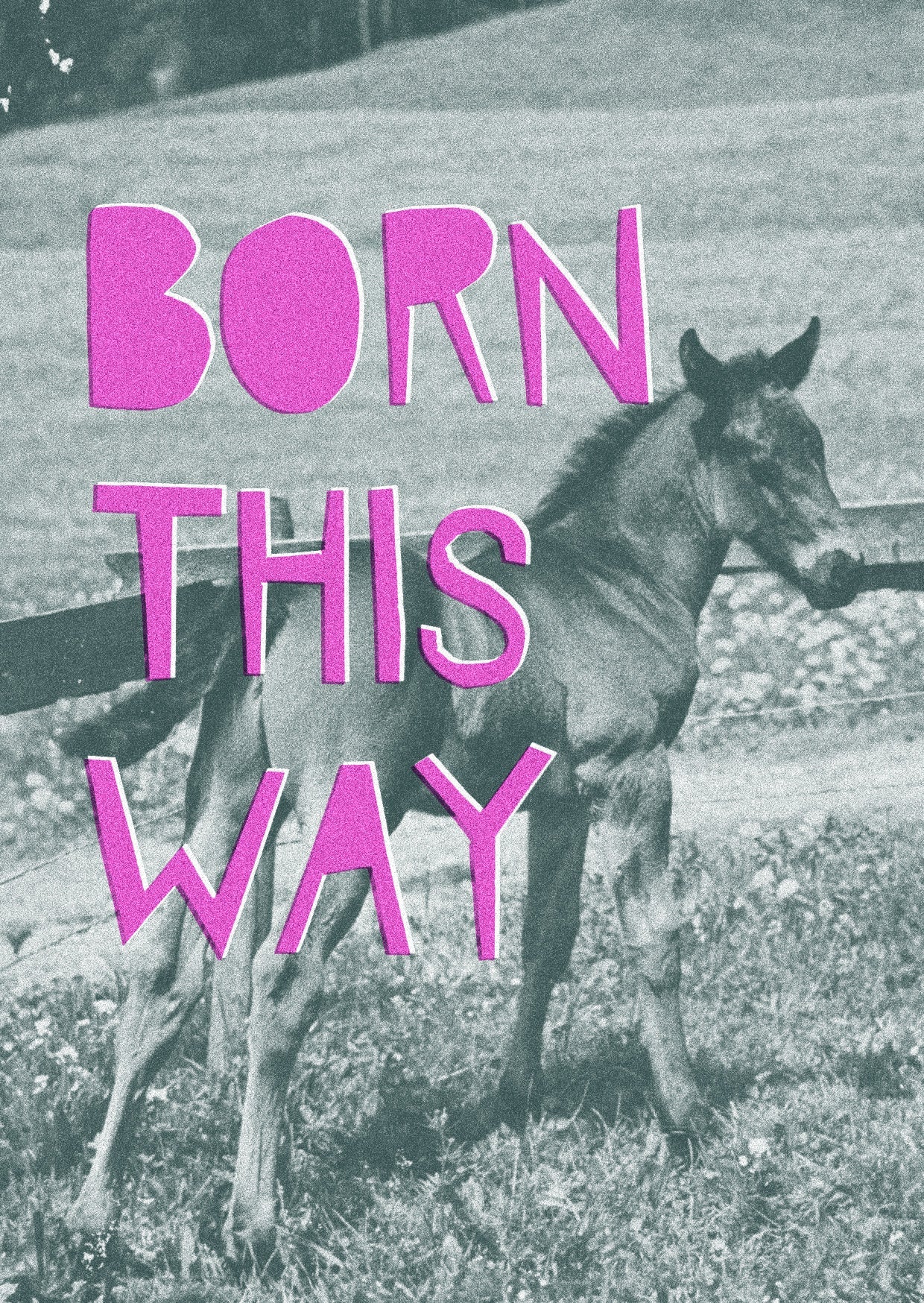 Queer Horses